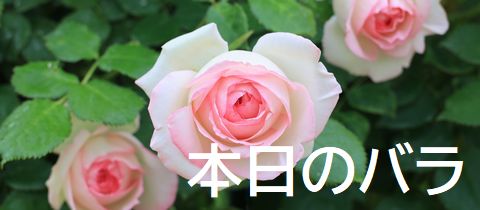 本日のバラ
